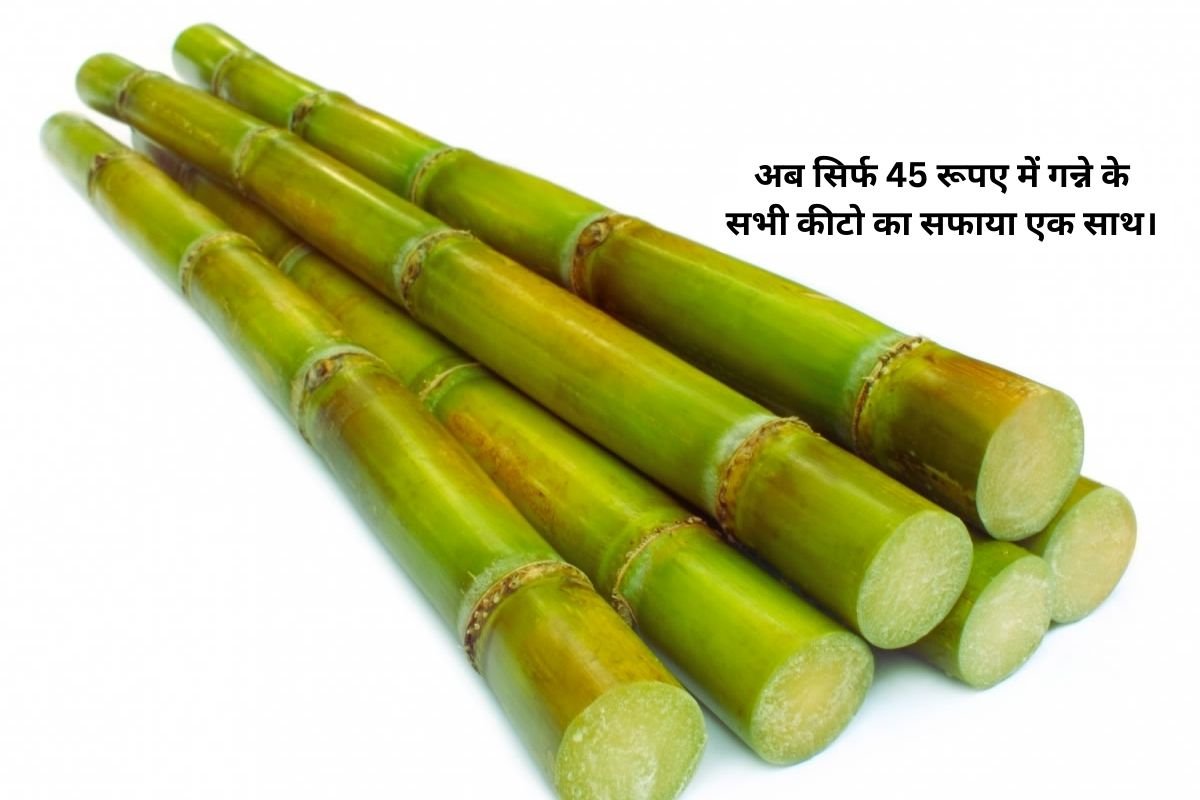 sugarcane